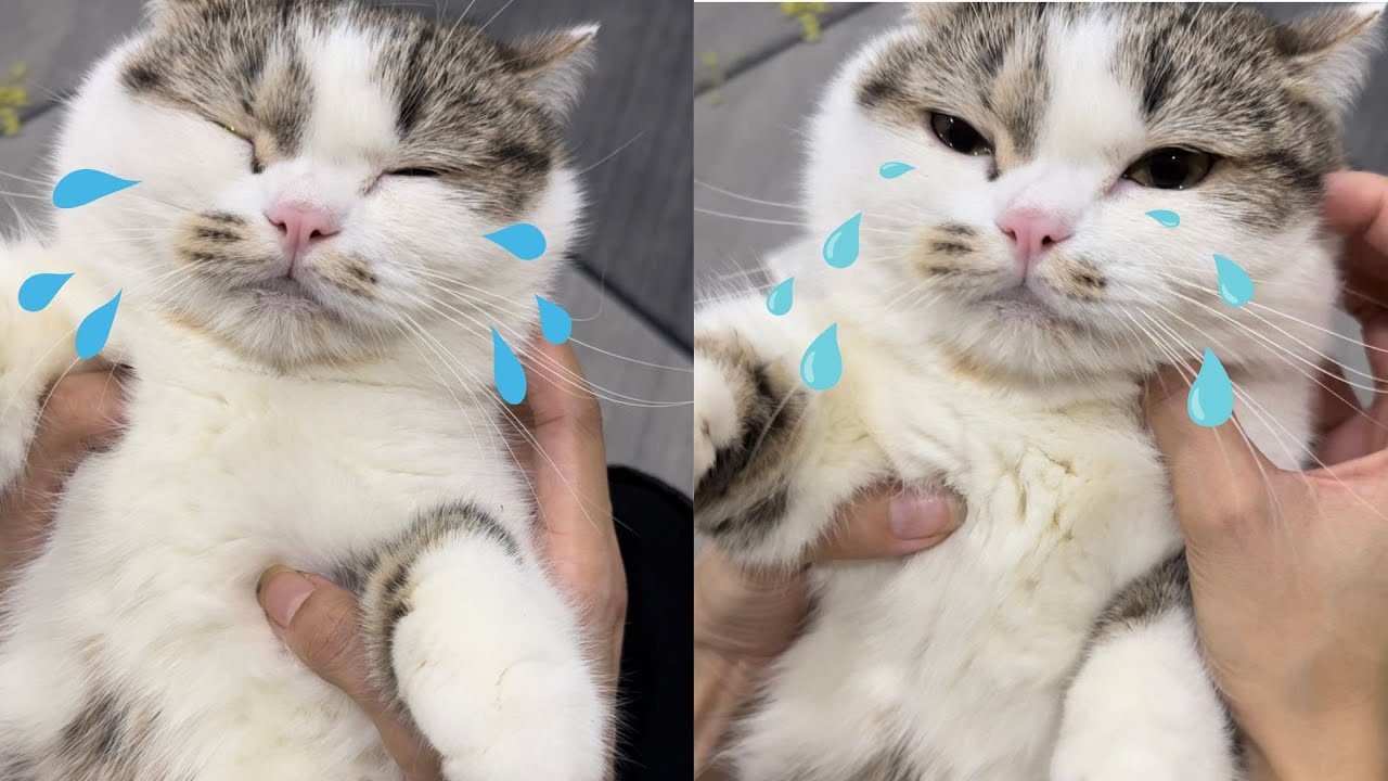 Meowisthebest - Gặp Lại Sau Tết