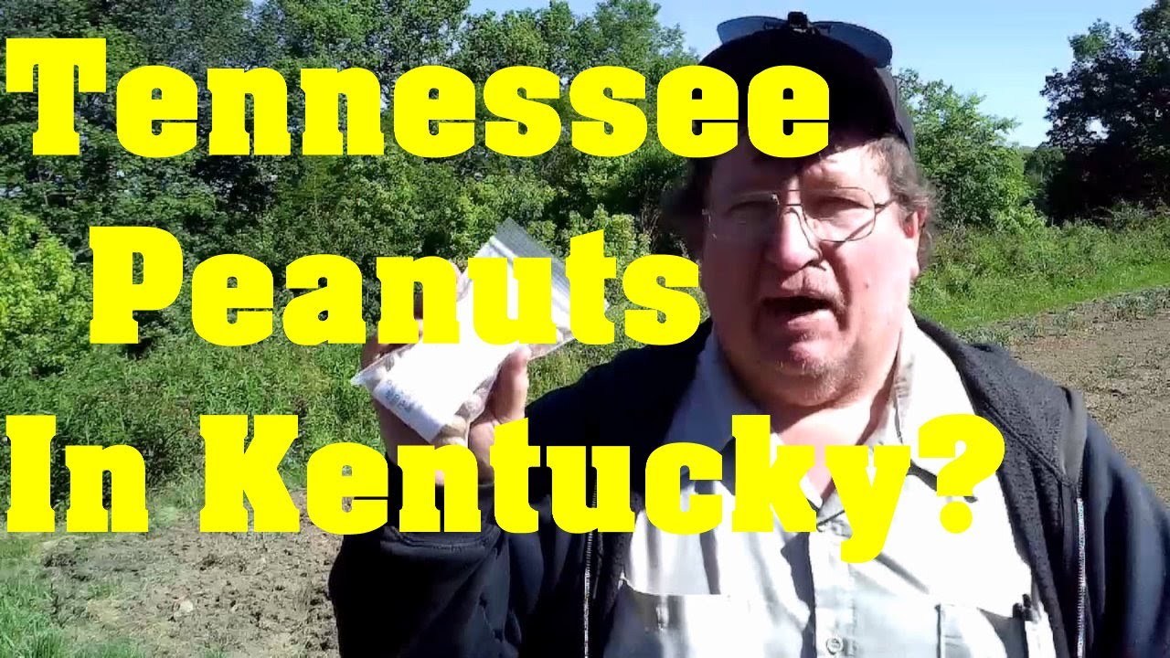 Tennessee Red Valencia Peanuts Heirloom - Planting for seed