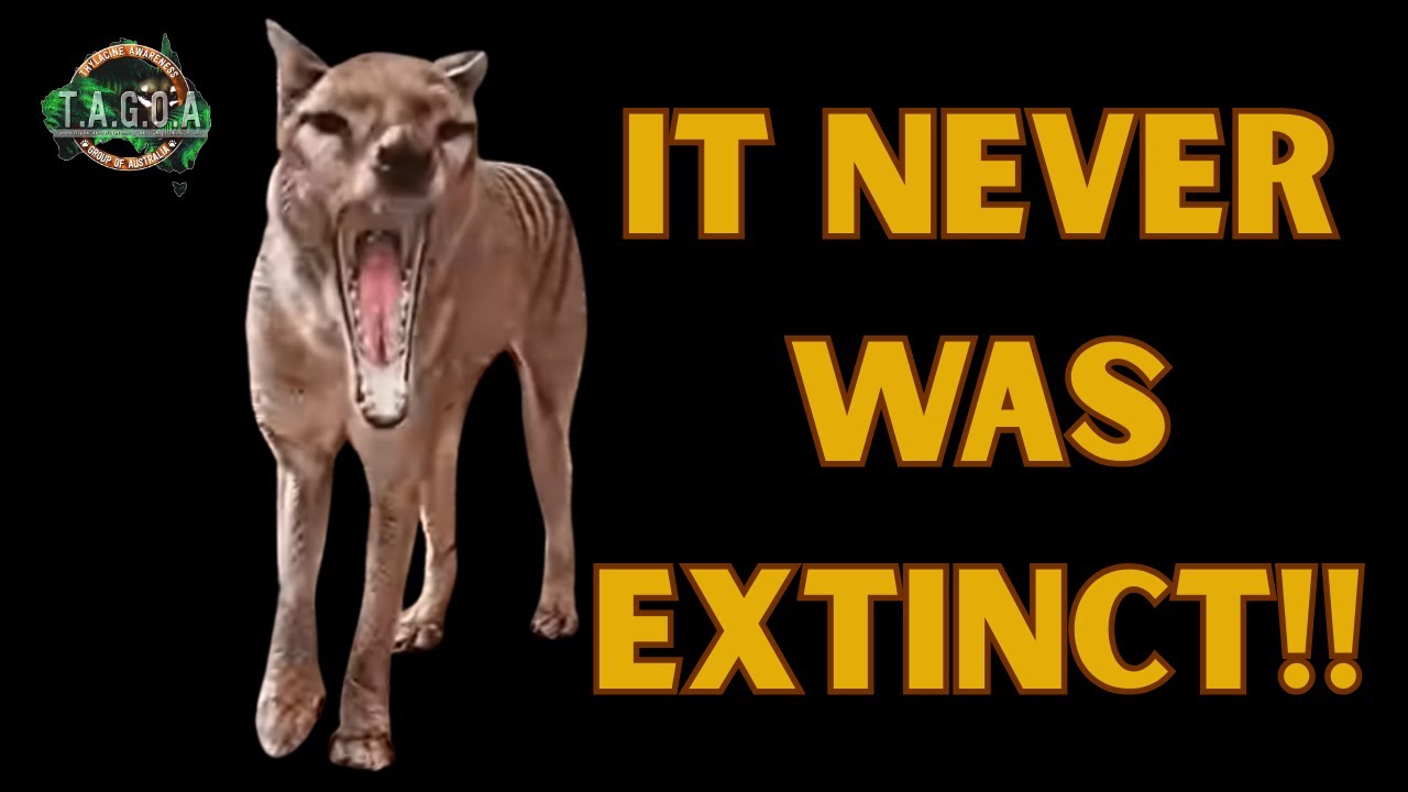 Thylacine sighting Mount Barker, South Australia 19/07/2025