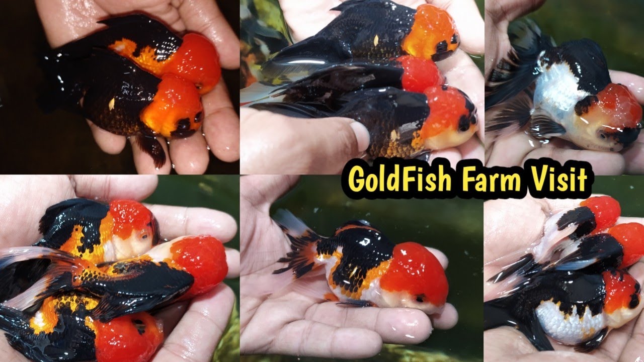 Goldfish Oranda Farm||Tri-colour,Bi-Colour,Panda  Goldfish Collection|Biggest Goldfish Farm Visit