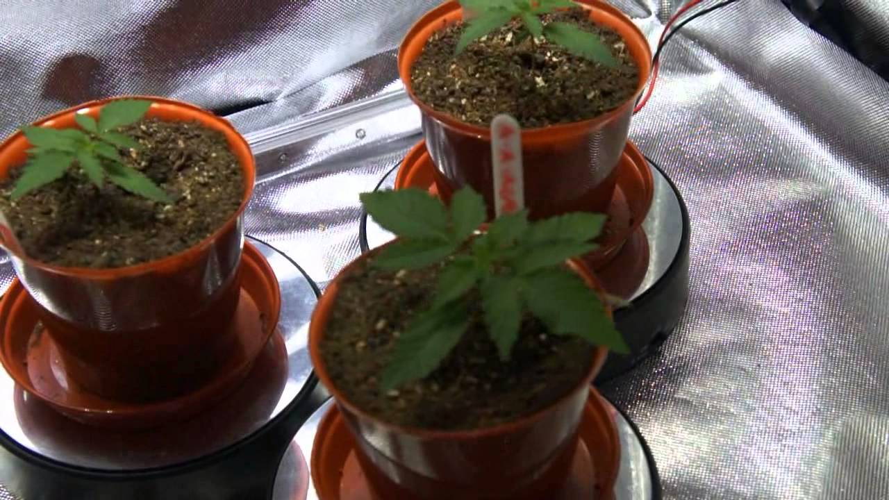 60 day wonder, Anubis, Afghan Kush Ryder, Afghan Mass & Green-O-Matic