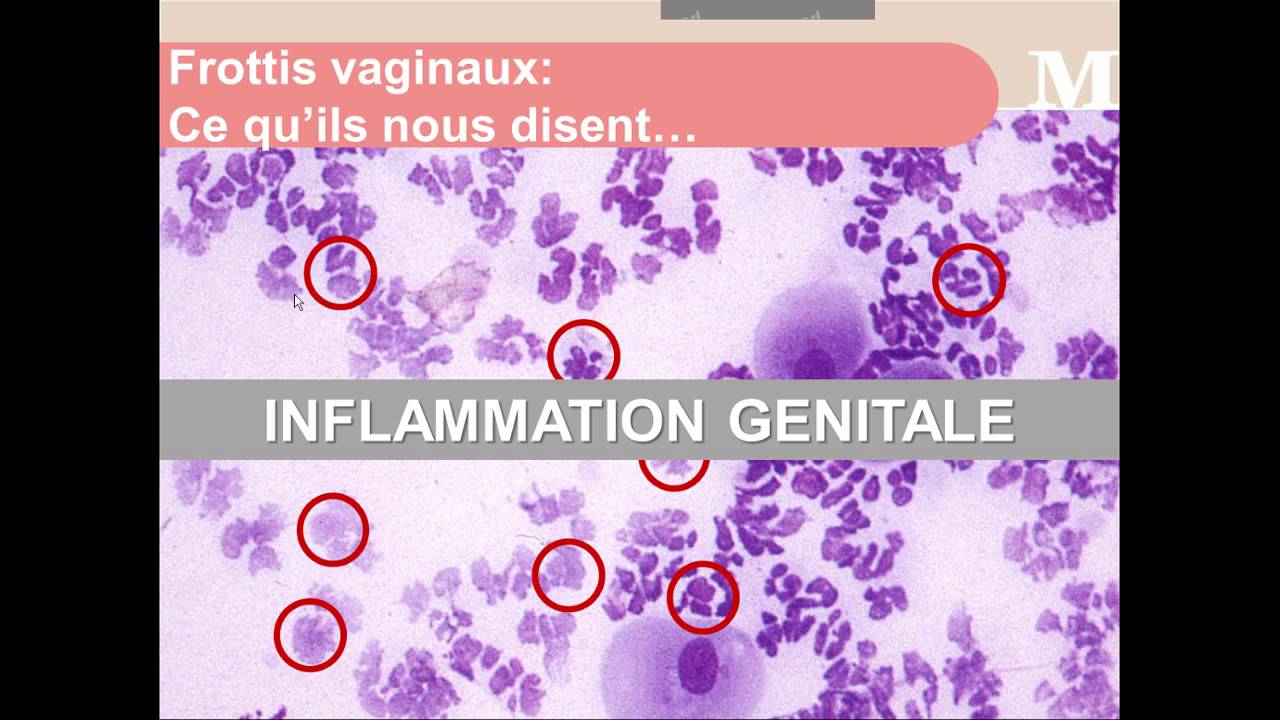 Reproduction canine: sur le suivi de chaleurs