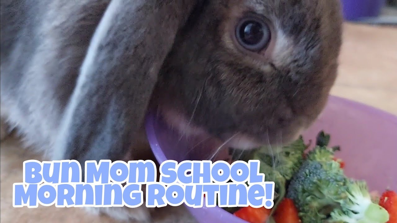 School Morning Routine With A BUNNY!! 💙🐇