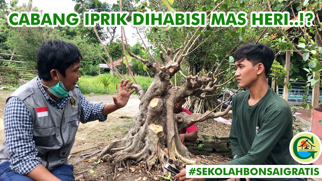 MENCARI MUKA TERBAIK PADA POHON FICUS || #SEKOLAHBONSAIGRATIS