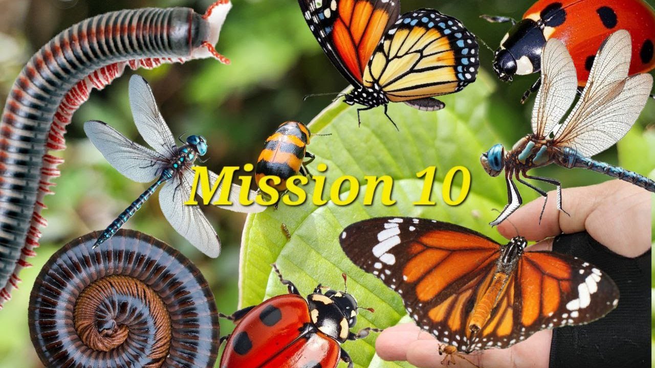 Mission 10: Insect Paradise Adventure! 🐛🐝