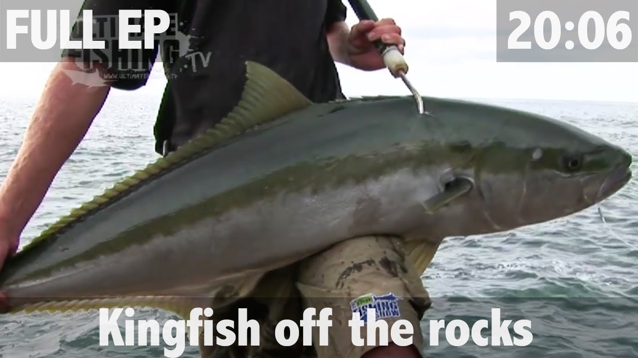 Yellowtail kingfish off the Rocks