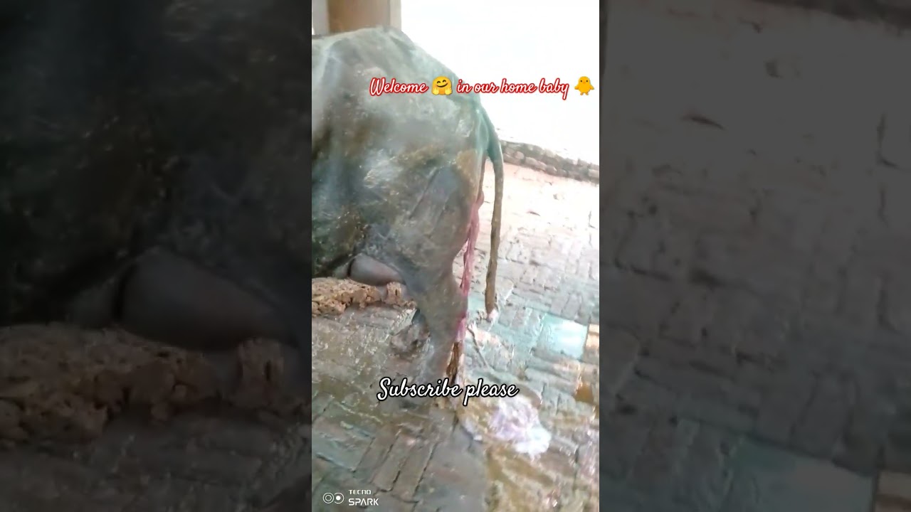 (23/09/24)😊 Finally kallo ki dilevery ho gai 💗💫#dairy #dairyqueen #dairyvlog #bull #buffalo