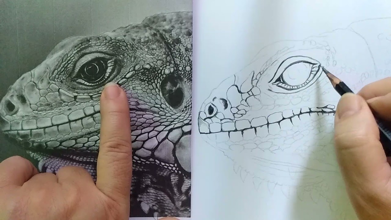 Como desenhar animais realistas, répteis: 1 de 3