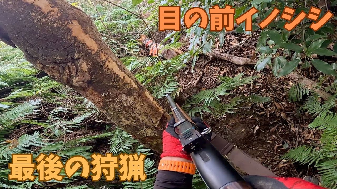 【最後の単独狩猟】猟犬アスカがシダの中で寝ているイノシシを起こし、アプローチする九州の猟師よりより