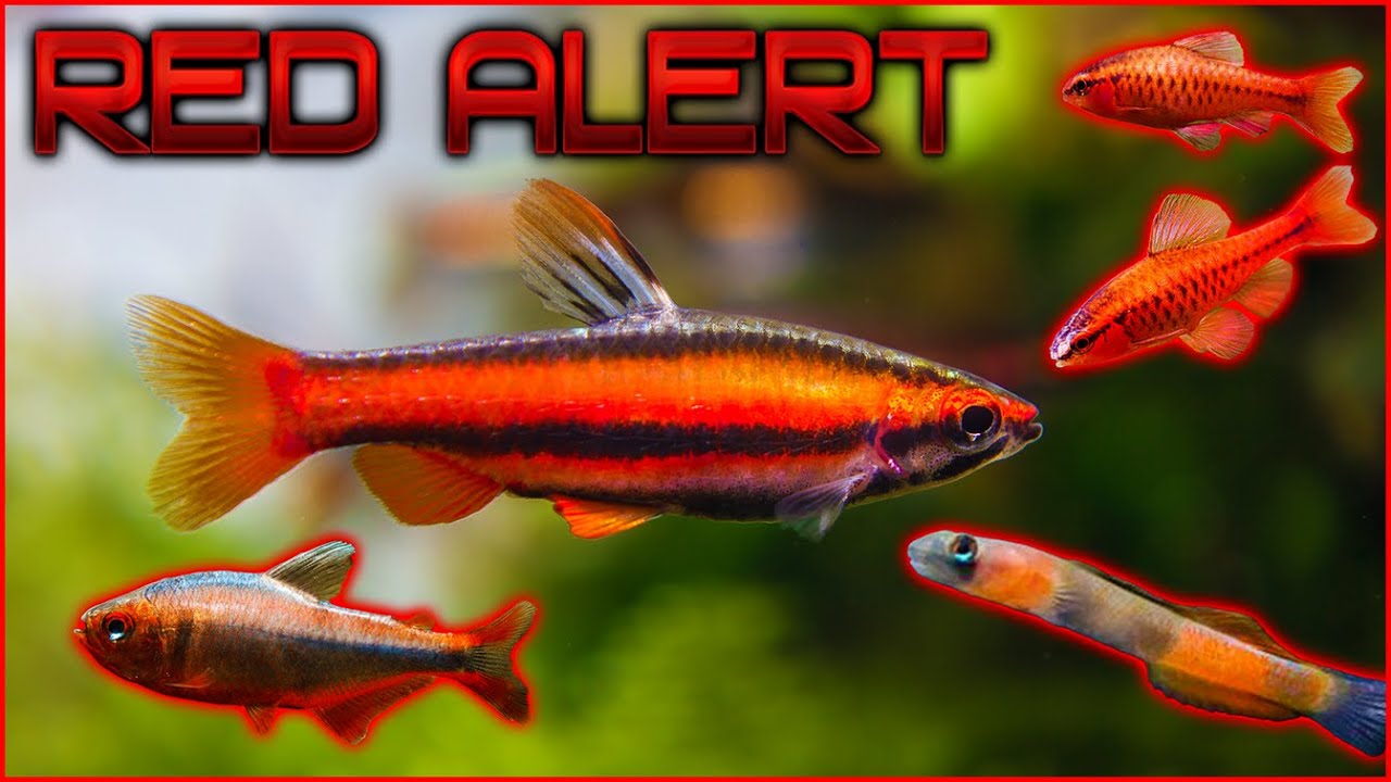 Fiery Favorites: 10 Stunning Red Fish for Your Aquarium