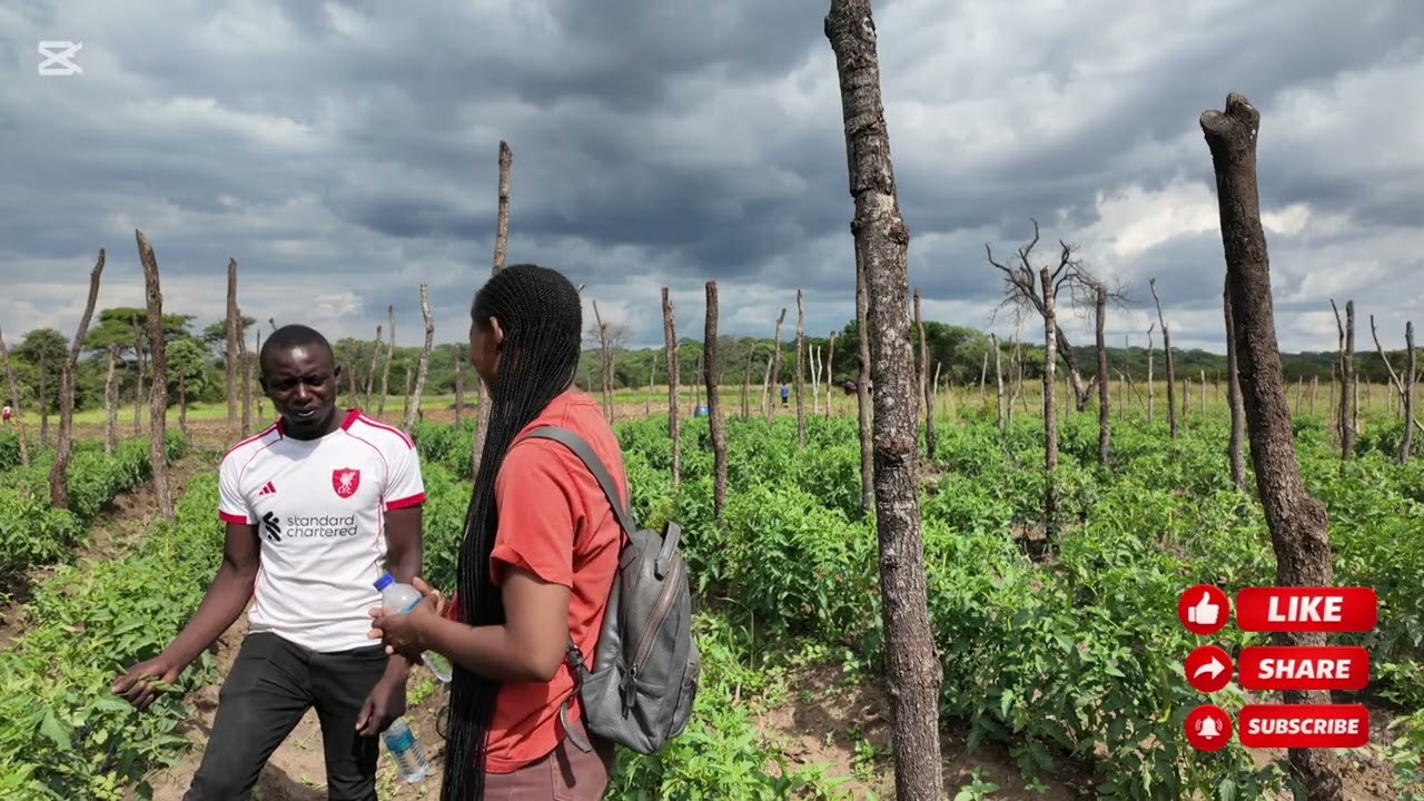 Tomato farming life in Zimbabwe Part 2#farming #agriculture. Tomatoes farming# Sustainable farming .