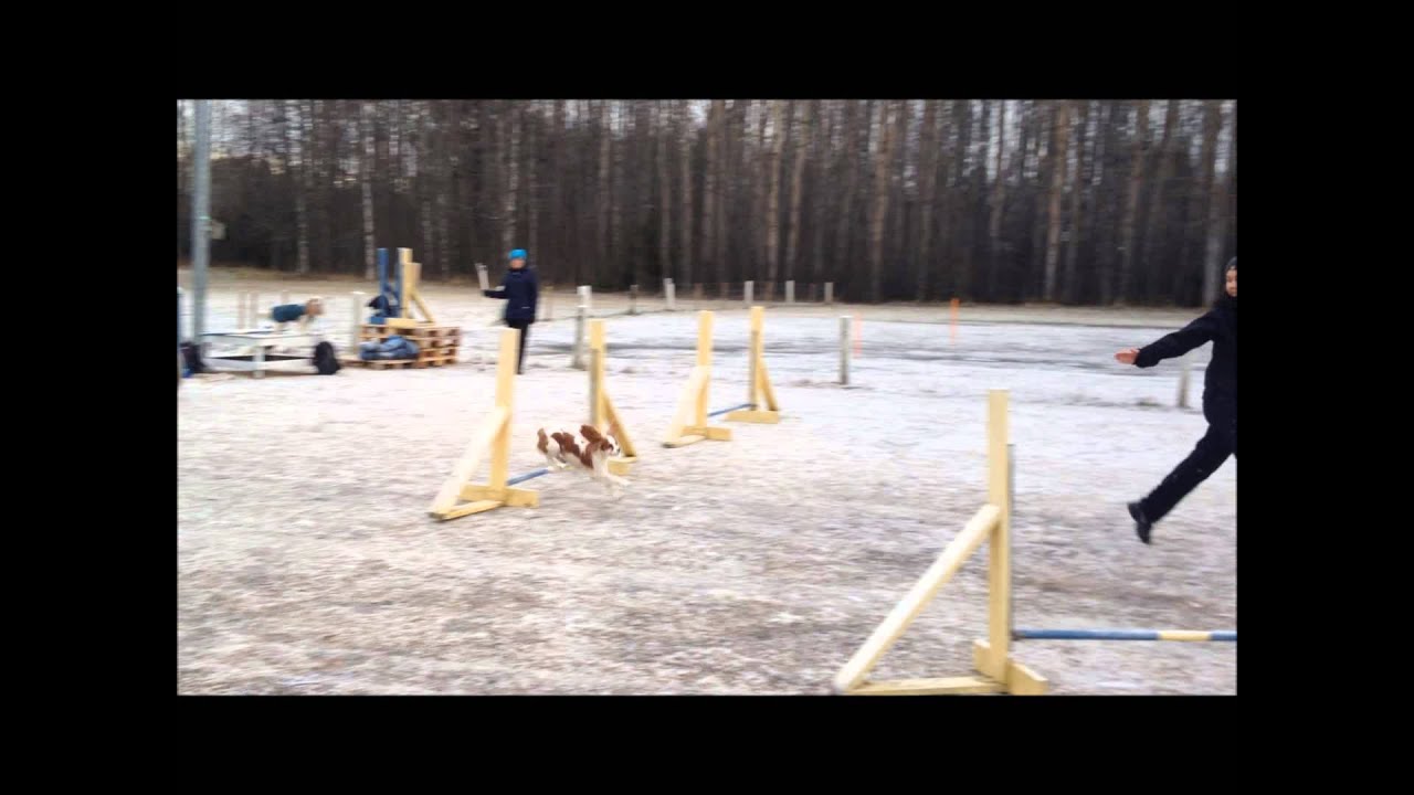Agilitytr&auml;ning i istider! 14/11-13