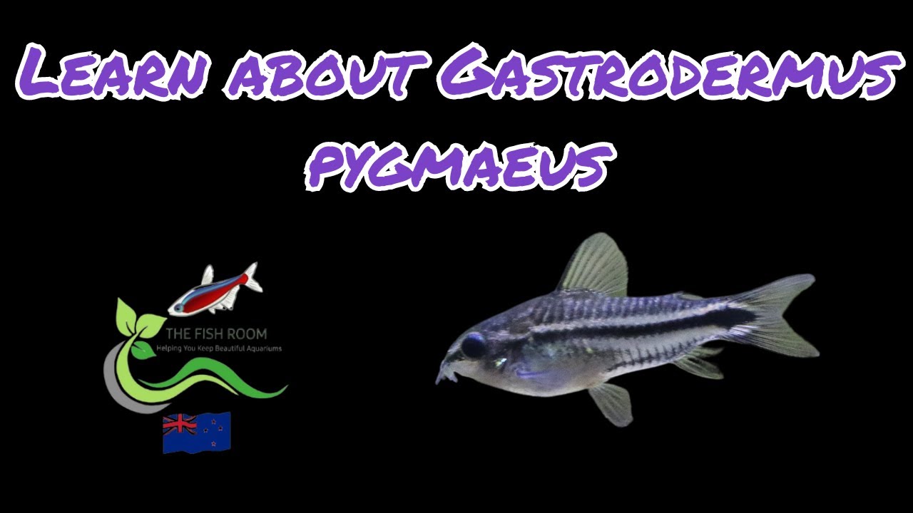 All about Gastrodermus pygmaeus
