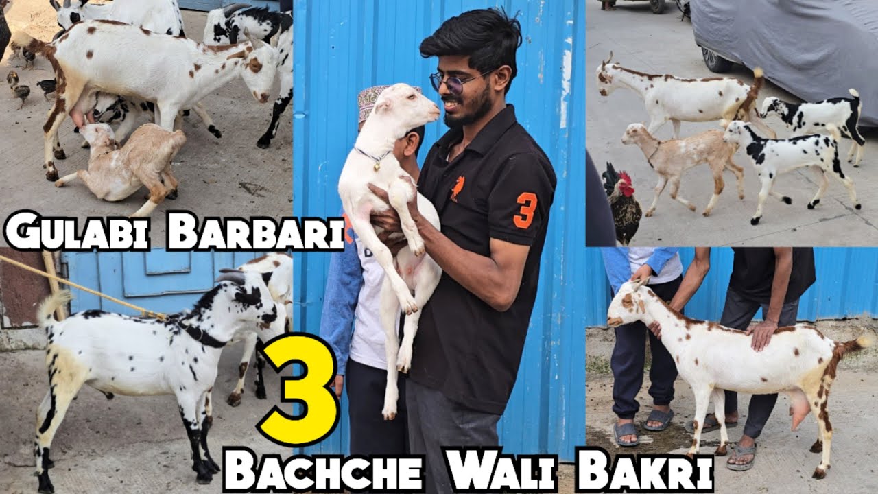 Gulabi Barbari Goats & 3 Bachche Wali Bakriya Pure Quality Me Available in Hyderabad LB Nagar #goat
