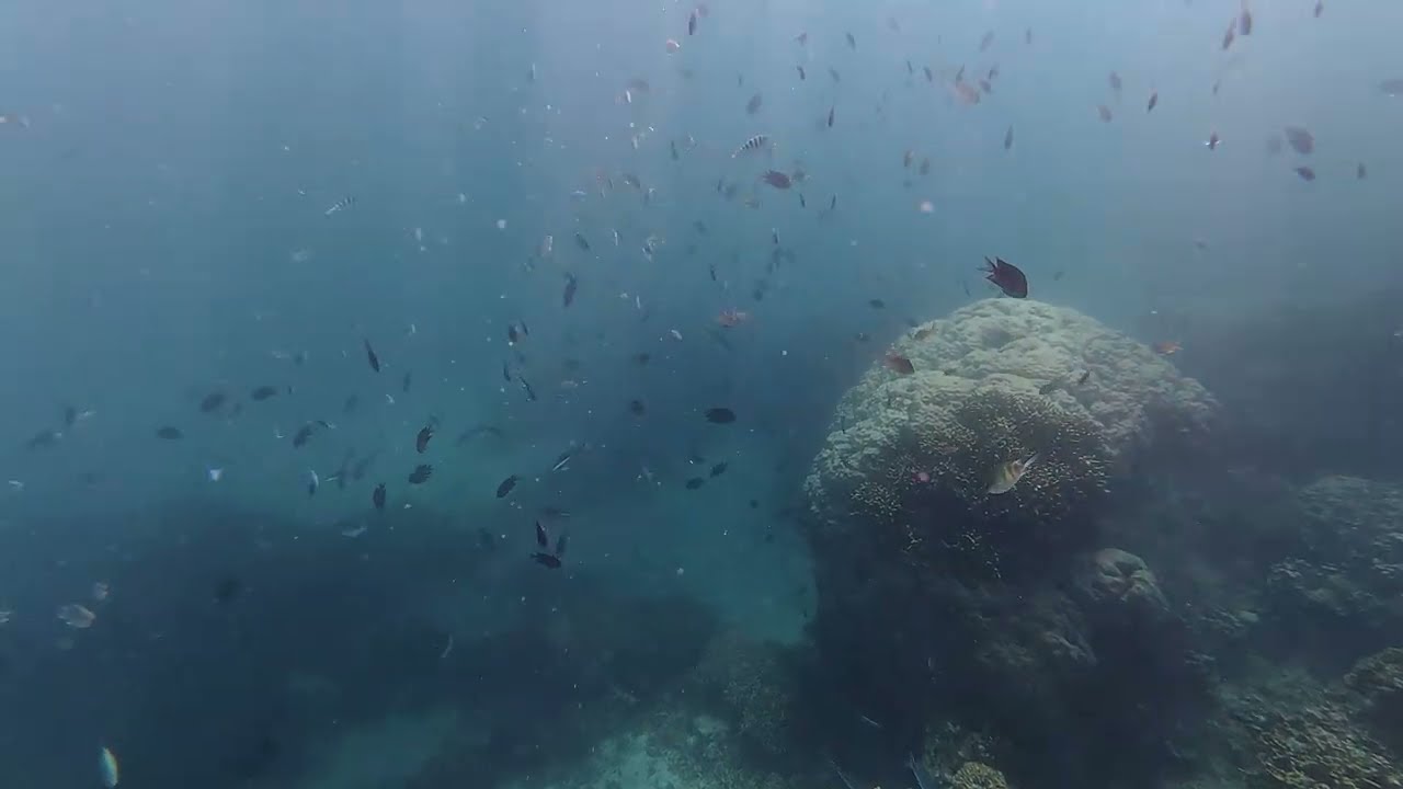 The Fish of The Coral Garden, Puerto Galera, Oriental Mindoro 