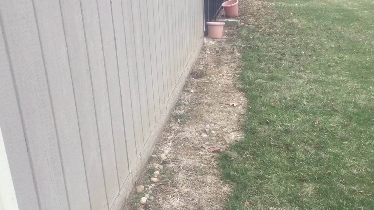 Groundhog Under Shed Worthington, OH