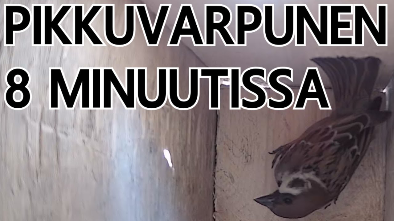 Tyhj&auml;st&auml; pes&auml;st&auml; poikasten l&auml;ht&ouml;&ouml;n 8 minuutissa - Pikkuvarpunen - Linnunp&ouml;ntt&ouml;kamera