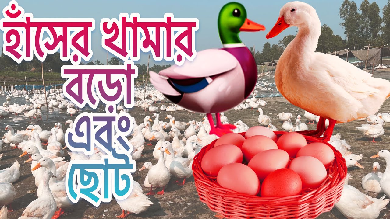 বেলজিয়াম হাঁসের খামার 