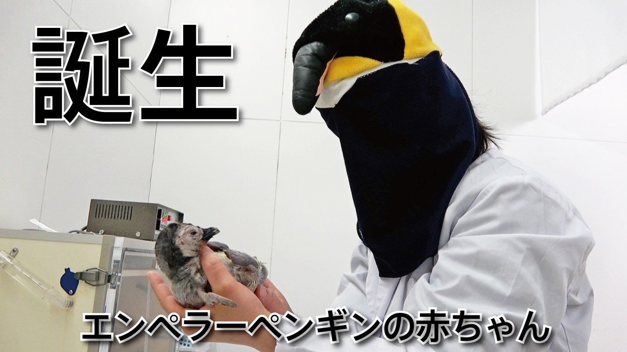 【いのちの物語】エンペラーペンギンの赤ちゃん誕生に至るまで