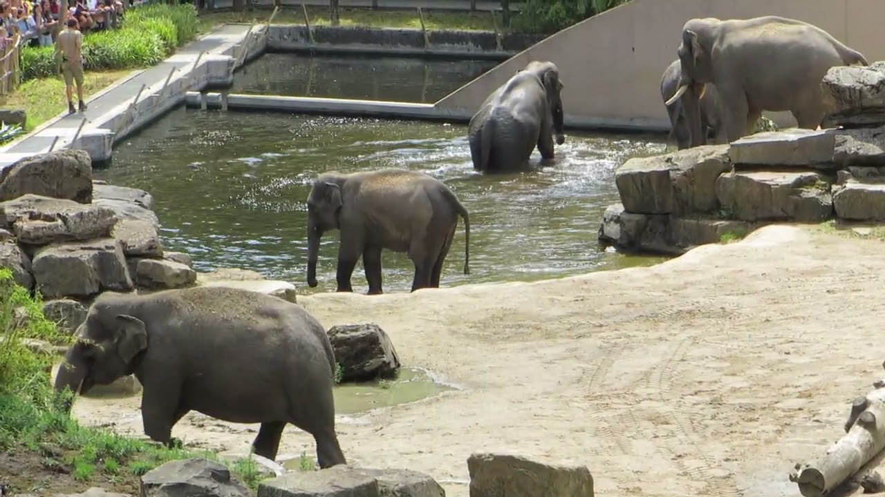EEG Asiatischer Elefant - Zoo Planckendeal, B, 30.07.2025,  Kanvar und die Familiengruppe.