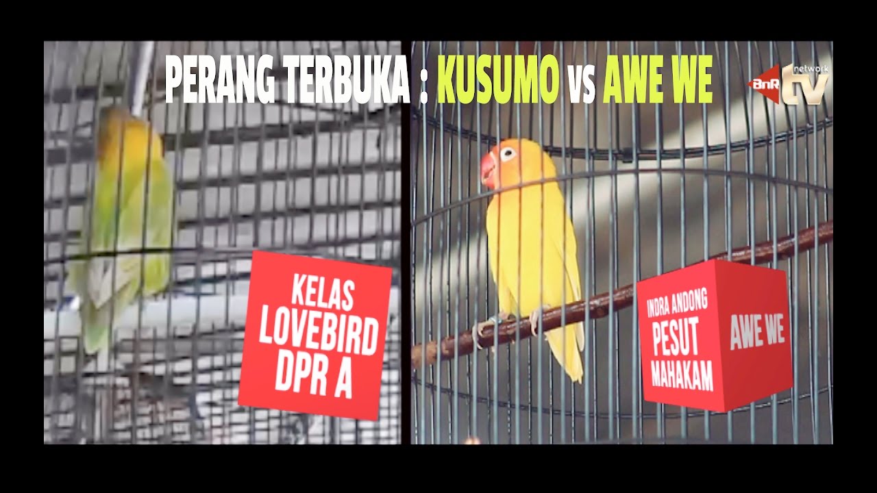 PRESIDEN CUP : Perang Terbuka Kelas Lovebird A - KUSUMO Vs AWE WE