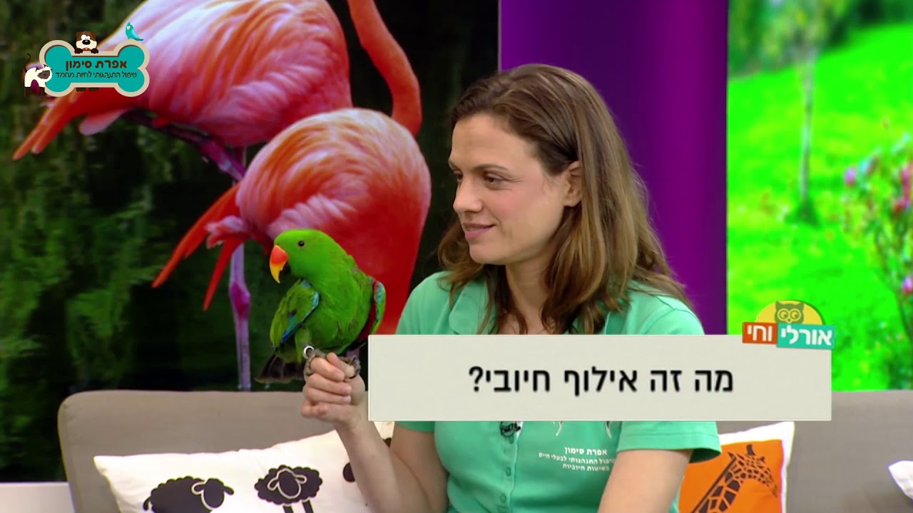 אילוף כלב תוקפני בטלוויזיה - אילוף חיובי והומאני אפרת סימון