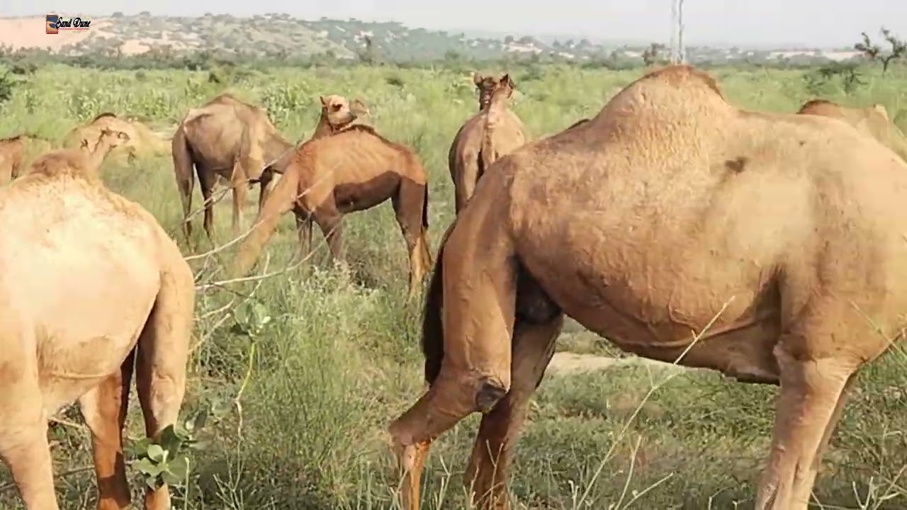 Camels are grazing #wildlife #camelvideo #thardesert