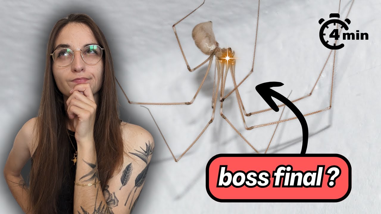 4 minutes pour comprendre le PHOLQUE