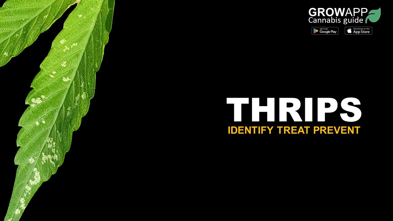 Thrips | Identify, Treat, Prevent