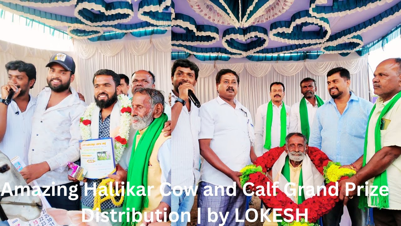 EP 3 Amazing Hallikar Cow and Calf Grand Prize Distribution | by LOKESH, Kengal Ayyangudi Jatre 2026