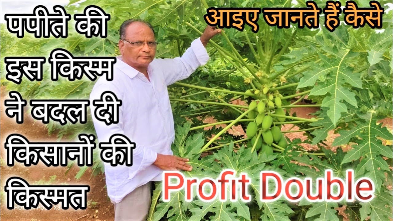 पपीते की इस किस्म ने बदल दी किसान की किस्मत | new papaya variety | good profit | papaya farming