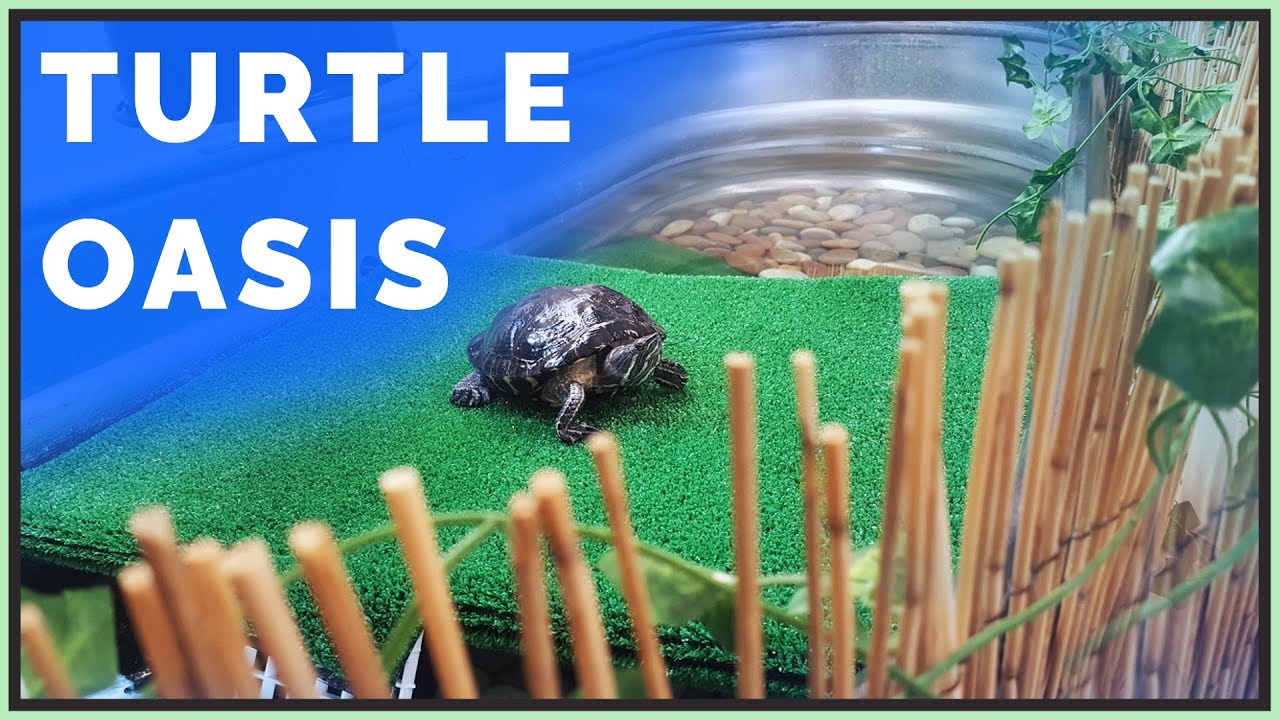 Creating a Turtle Oasis for a Red Eared Slider!