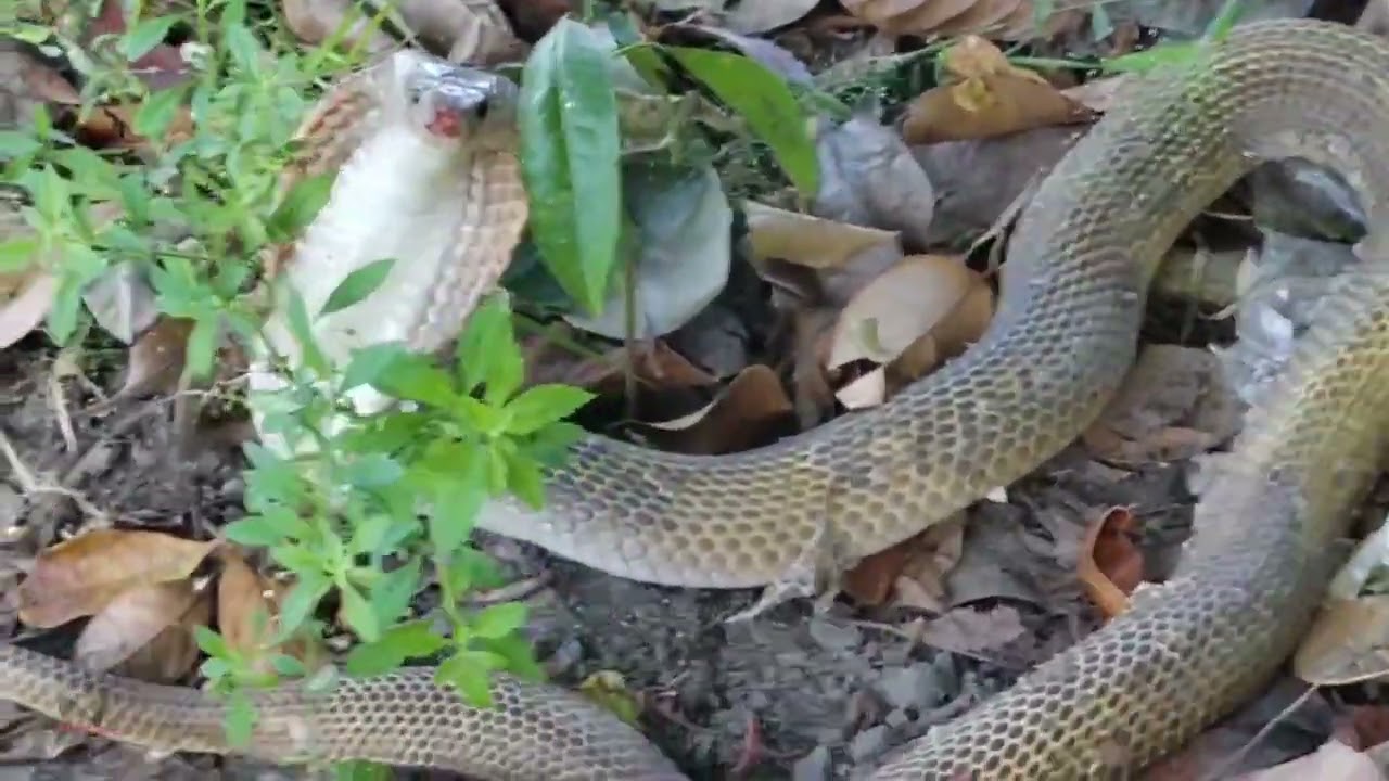 Cobra na pinakawalan sa fishpond 