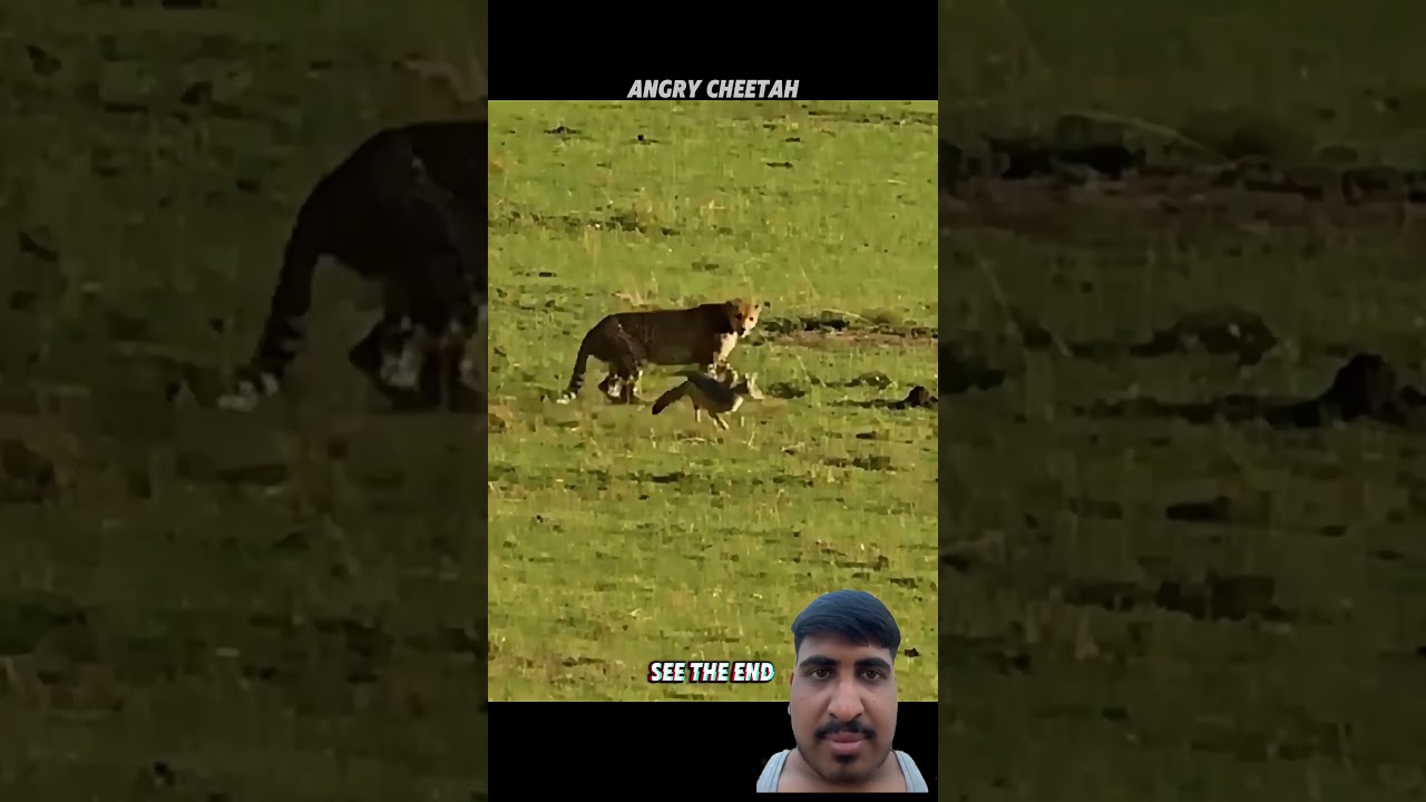 Lion VS Cheetah Attacks Fox #funny #turtlewatching #memes #wildliferescue #wildlifeentertainment #ig
