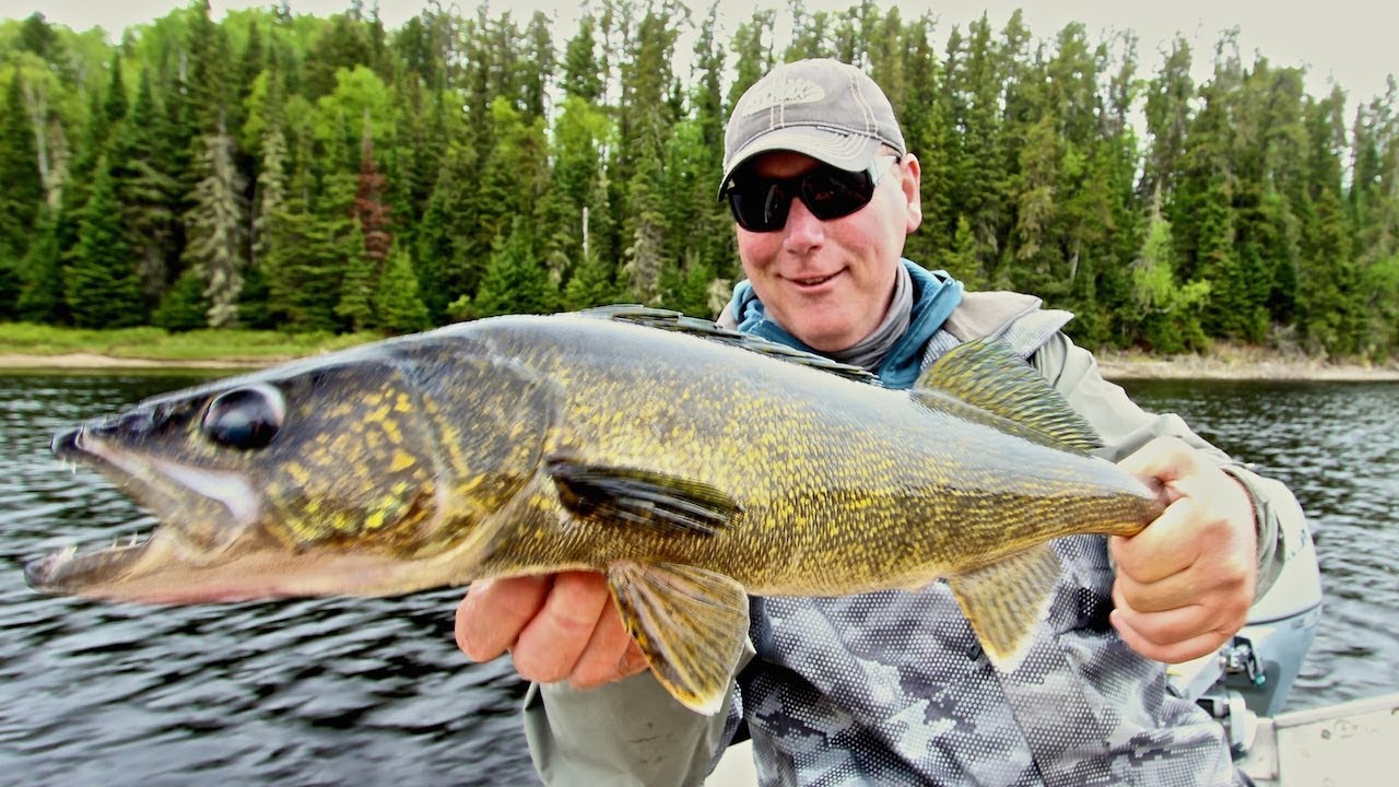 Fantastic Walleye Fishing At Slate Falls Root Bay Outpost!