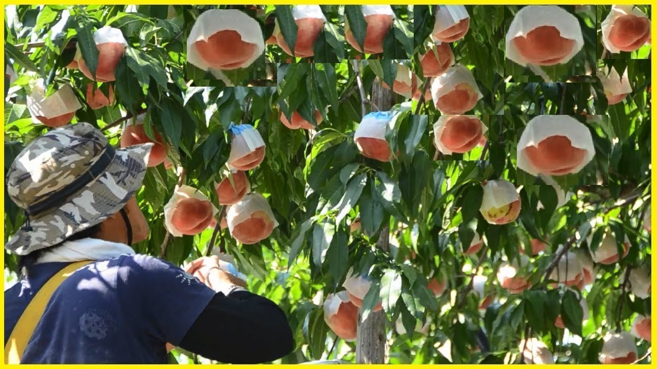 Asian China Peach Farming And Harvesting -  Asia Agriculture Cultivation Technology