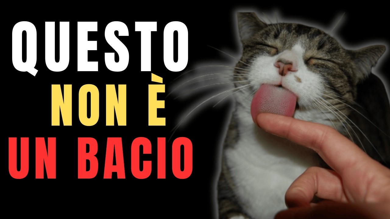 Il Tuo Gatto Ti LECCA? Il Vero Motivo Ti Sorprenderà!
