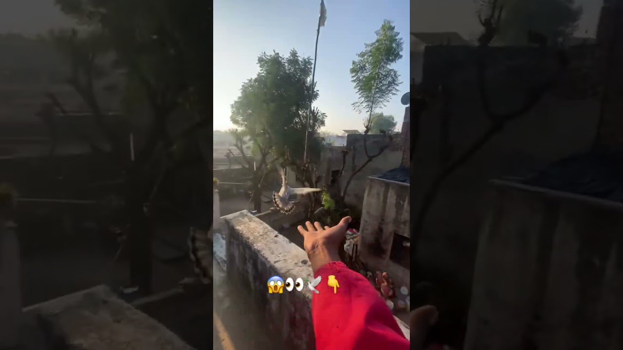 #kabutar #pigeon #tiktok #short #video #😱👀🕊️🪽🪽😱💫