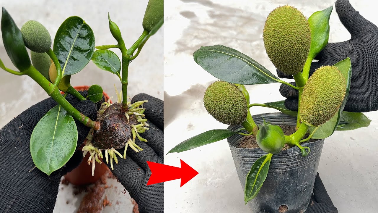 Fast jackfruit propagation technique, stimulates the tree to bear fruit immediately after planting