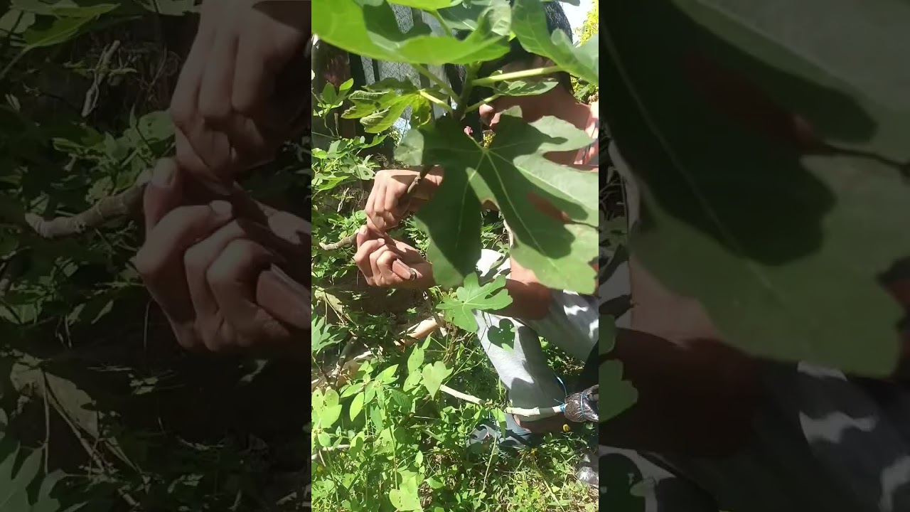 Marcotting Fig tree (Ficus carica)