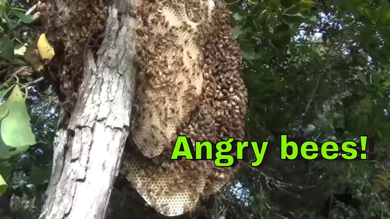 Honey Bee Colony Collapsed!