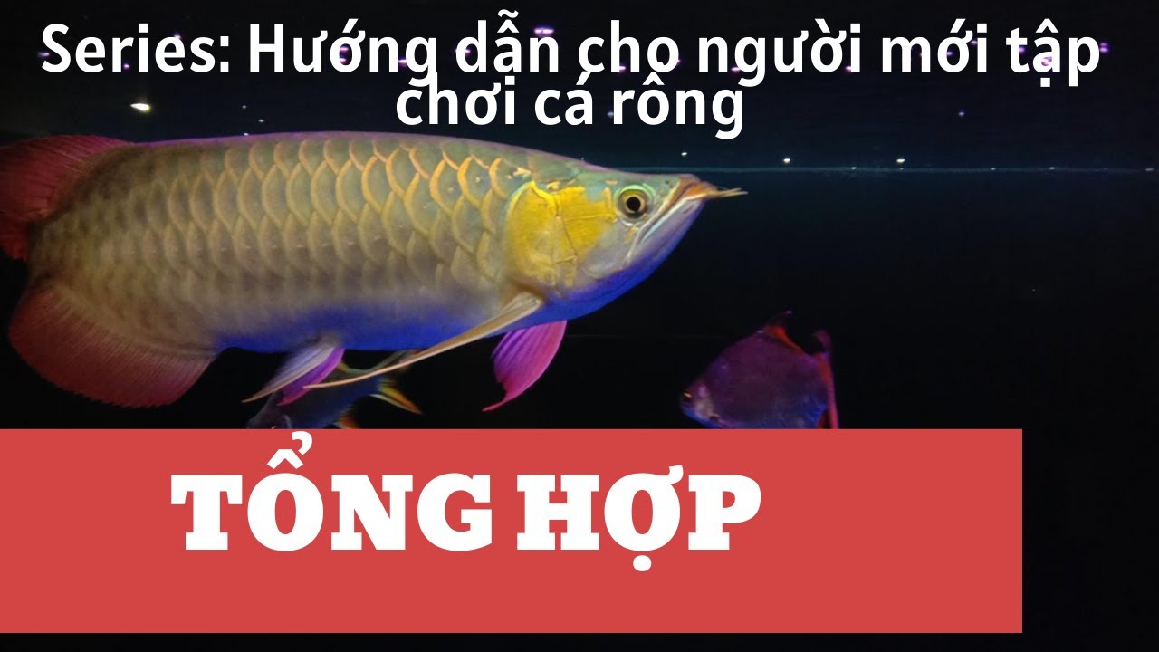 CÁCH NUÔI CÁ RỒNG SERIES TỔNG HỢP TỪ PHẦN 1 ĐẾN PHẦN 8