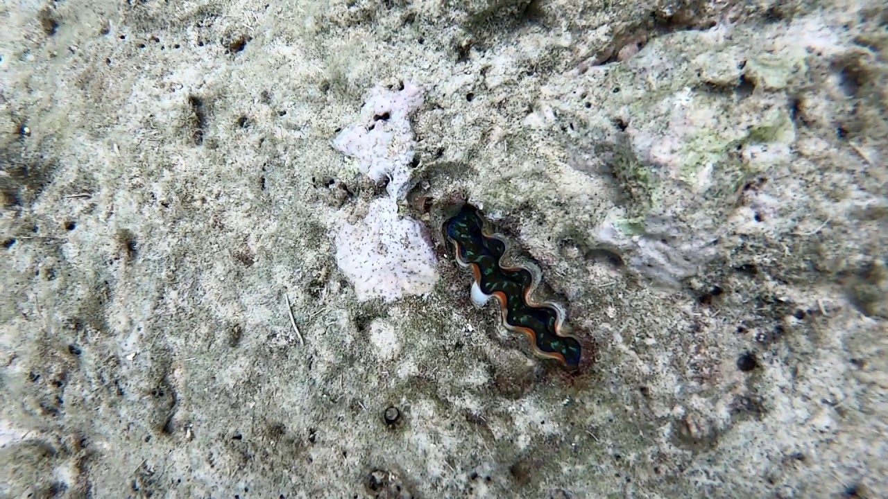 El Nido Snorkeling