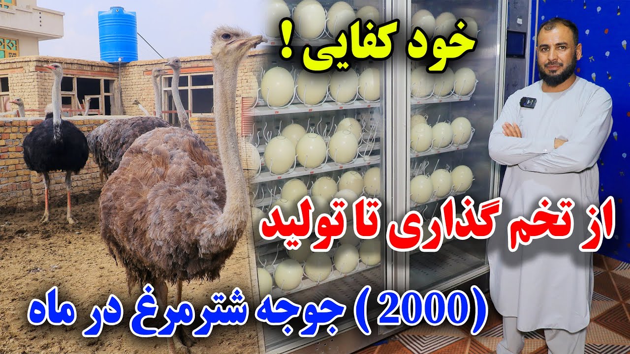 تجارت عالی یک تخم شتر مرغ(3500)! از تخم گذاری تا تولید 2 هزار جوجه در یک ماه