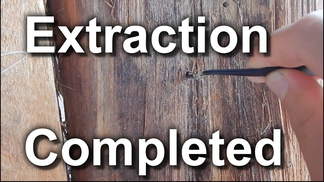 Wood Eating Bugs (Powder Post Beetle)
