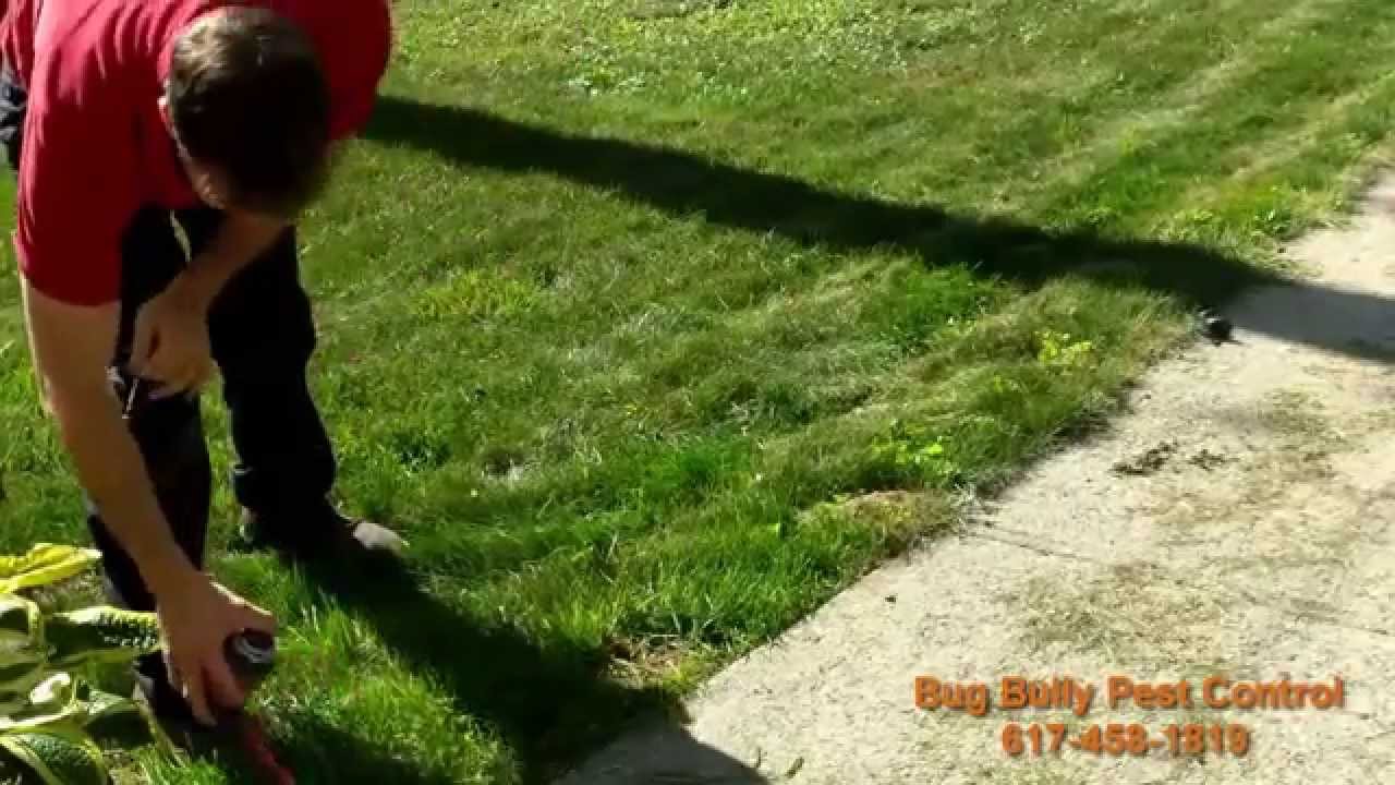 Cicada Killer Treatment | Bug Bully Pest Control | Auburn, MA | Worcester, MA