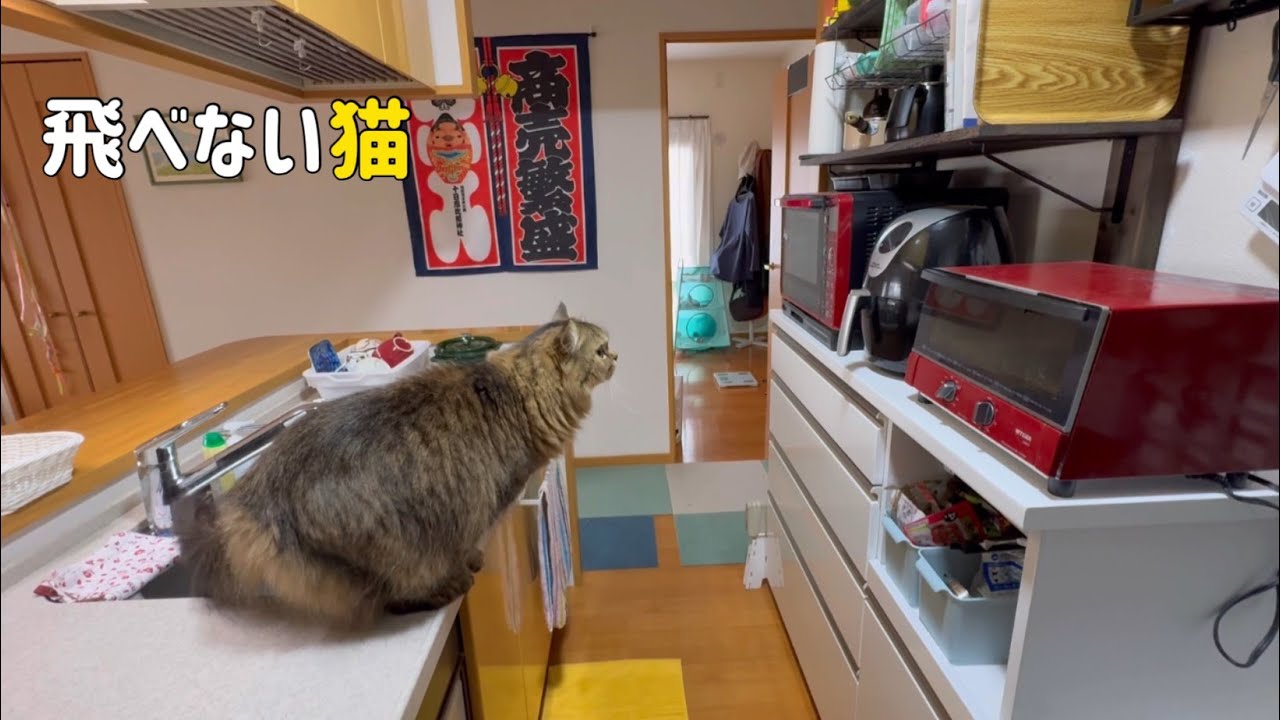 飛びそうで飛べないネコ