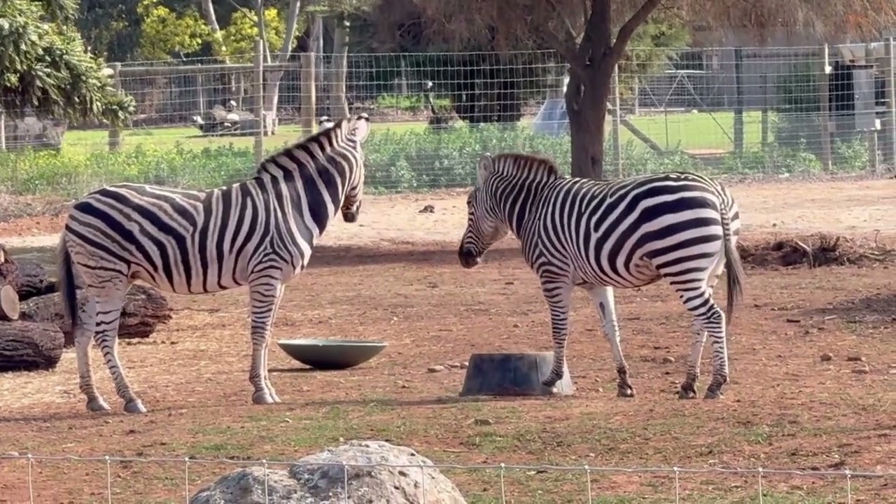 Como sobrevivem as zebras