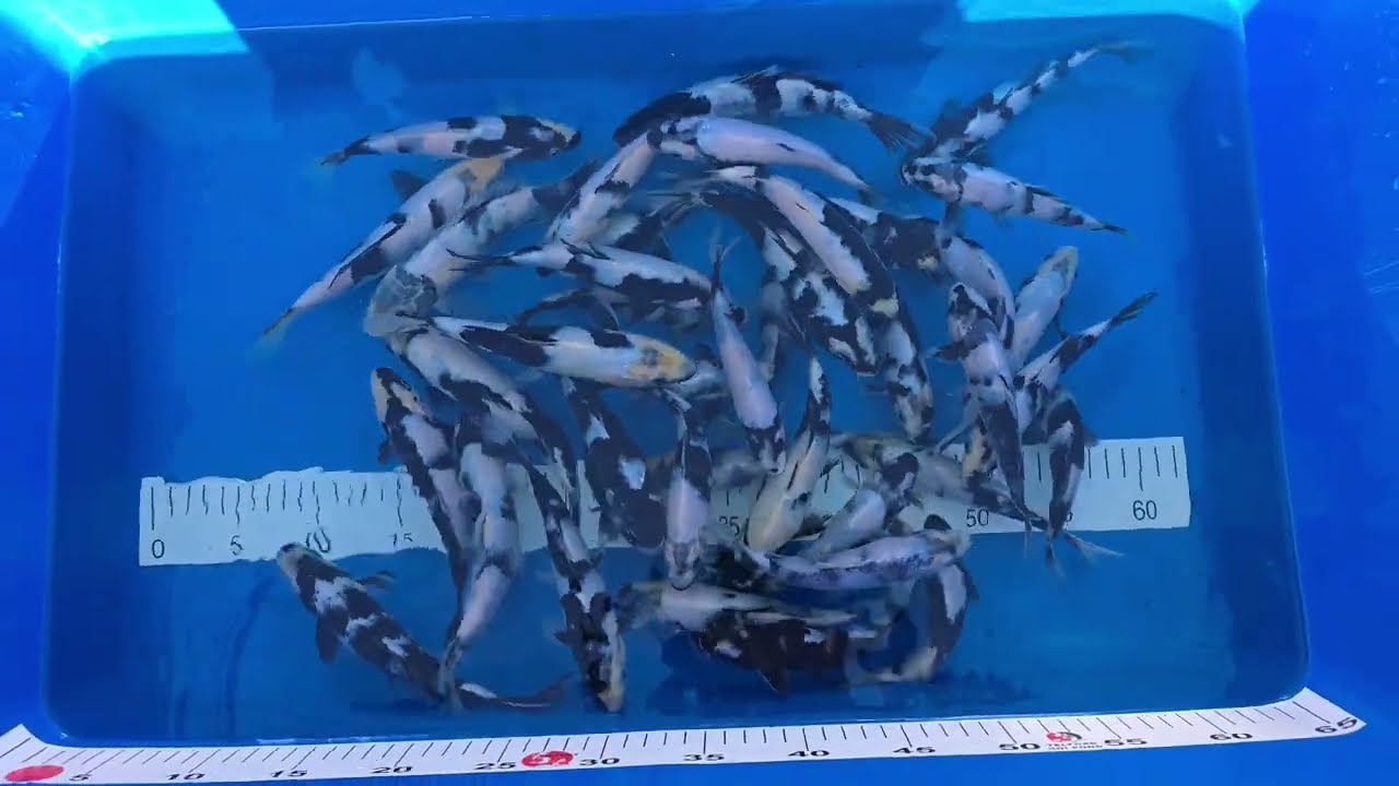 Kaizoku Koi Somerset presents, the NND DK shiro winter grow out event! 