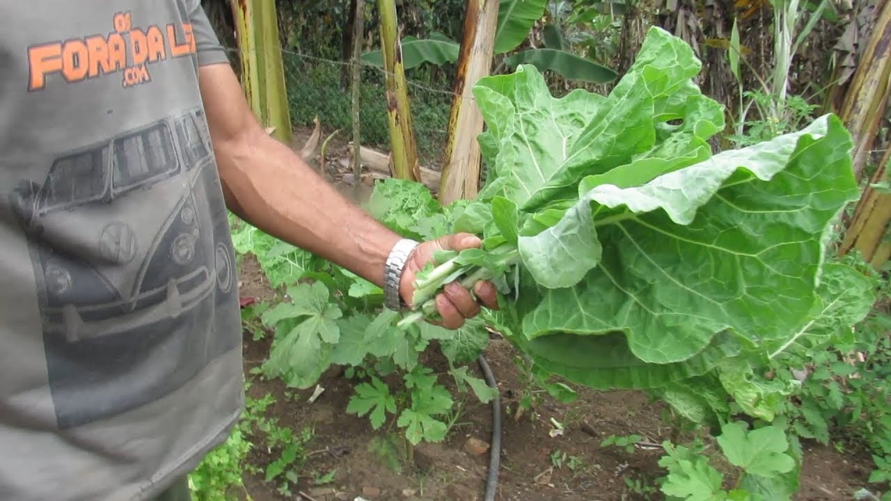 COLHENDO VERDURAS NA HORTA E FAZENDO UMA RECEITA DE COUVE